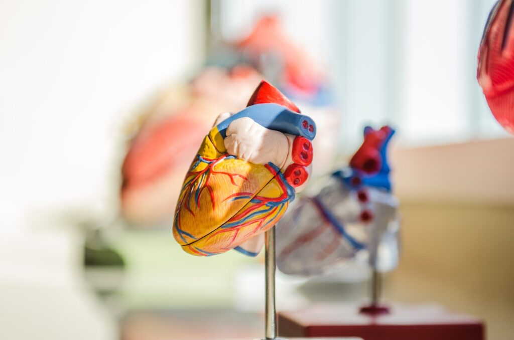 Heart anatomy on a model. Photo taken by Jesse Orrico.